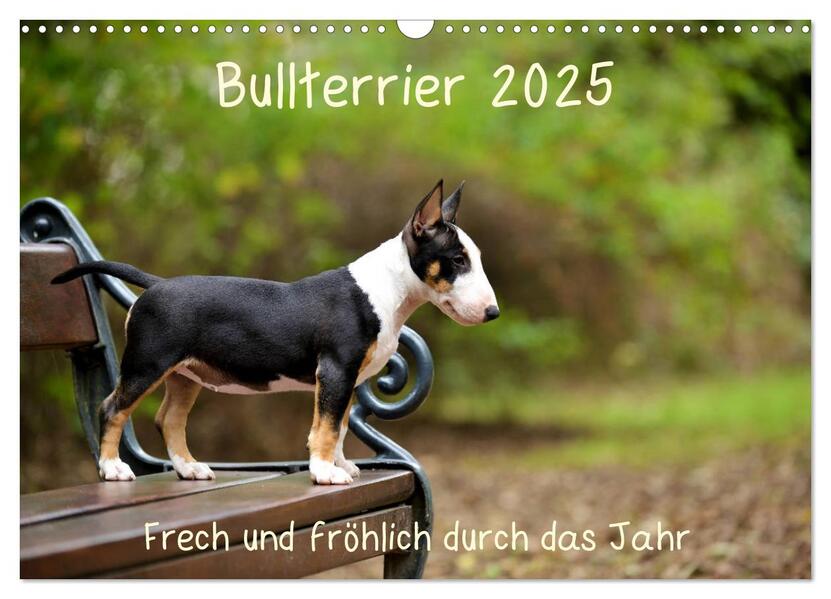 Bullterrier 2025 Frech und fröhlich durch das Jahr (Wandkalender 2025 DIN A3 quer) CALVENDO Monatskalender