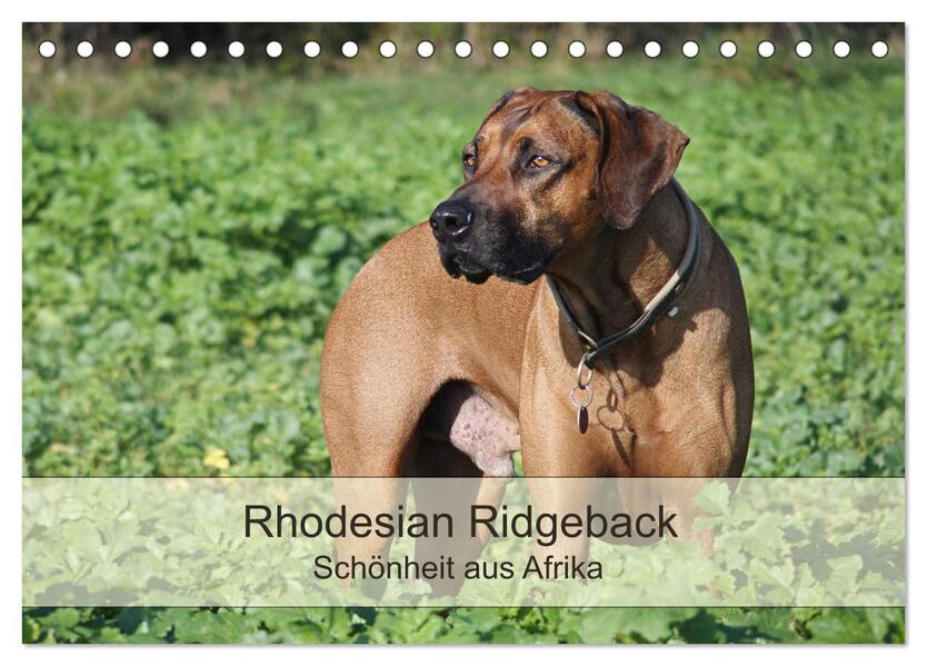 Rhodesian Ridgeback Schönheit aus Afrika (Tischkalender 2025 DIN A5 quer) CALVENDO Monatskalender