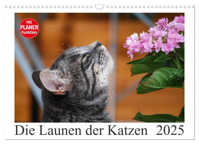 Die Launen der Katzen 2025 (Wandkalender 2025 DIN A3 quer) CALVENDO Monatskalender