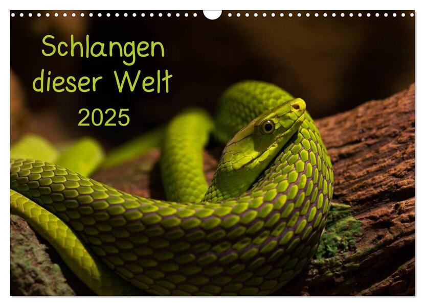 Schlangen dieser Welt (Wandkalender 2025 DIN A3 quer) CALVENDO Monatskalender