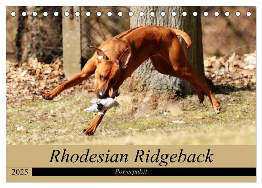 Rhodesian Ridgeback Powerpaket (Tischkalender 2025 DIN A5 quer) CALVENDO Monatskalender