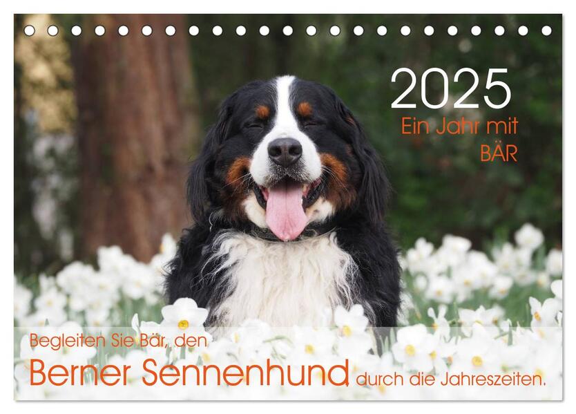 Ein Jahr mit BÄR. Begleiten Sie Bär den Berner Sennenhund durch die Jahreszeiten. (Tischkalender 2025 DIN A5 quer) CALVENDO Monatskalender