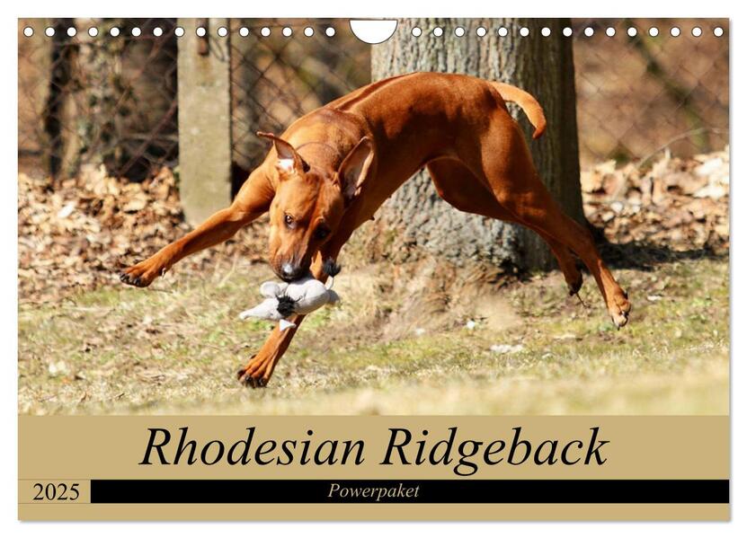 Rhodesian Ridgeback Powerpaket (Wandkalender 2025 DIN A4 quer) CALVENDO Monatskalender