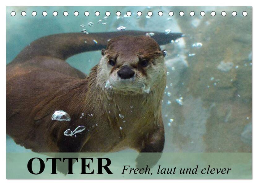Otter. Frech laut und clever (Tischkalender 2025 DIN A5 quer) CALVENDO Monatskalender