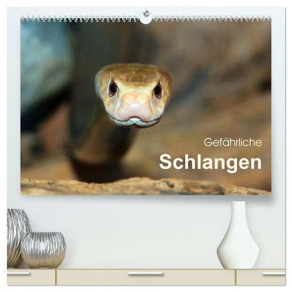 Gefährliche Schlangen (hochwertiger Premium Wandkalender 2025 DIN A2 quer) Kunstdruck in Hochglanz