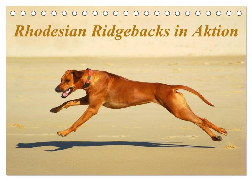 Rhodesian Ridgebacks in Aktion (Tischkalender 2025 DIN A5 quer) CALVENDO Monatskalender