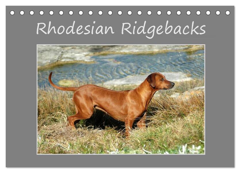 Rhodesian Ridgebacks (Tischkalender 2025 DIN A5 quer) CALVENDO Monatskalender