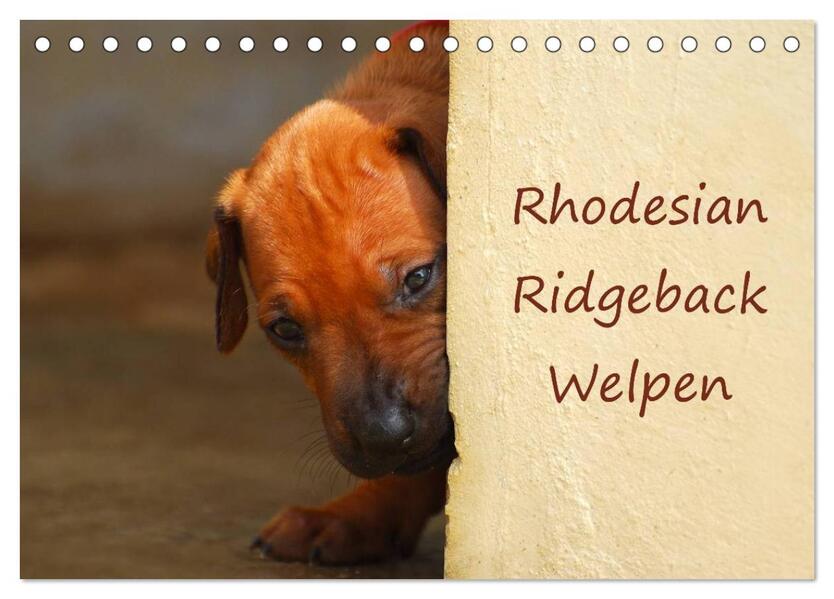 Rhodesian Ridgeback Welpen (Tischkalender 2025 DIN A5 quer) CALVENDO Monatskalender