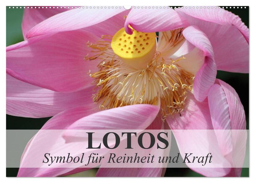Lotos - Symbol für Reinheit und Kraft (Wandkalender 2025 DIN A2 quer) CALVENDO Monatskalender