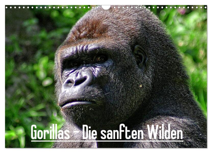 Gorillas - Die sanften Wilden (Wandkalender 2025 DIN A3 quer) CALVENDO Monatskalender