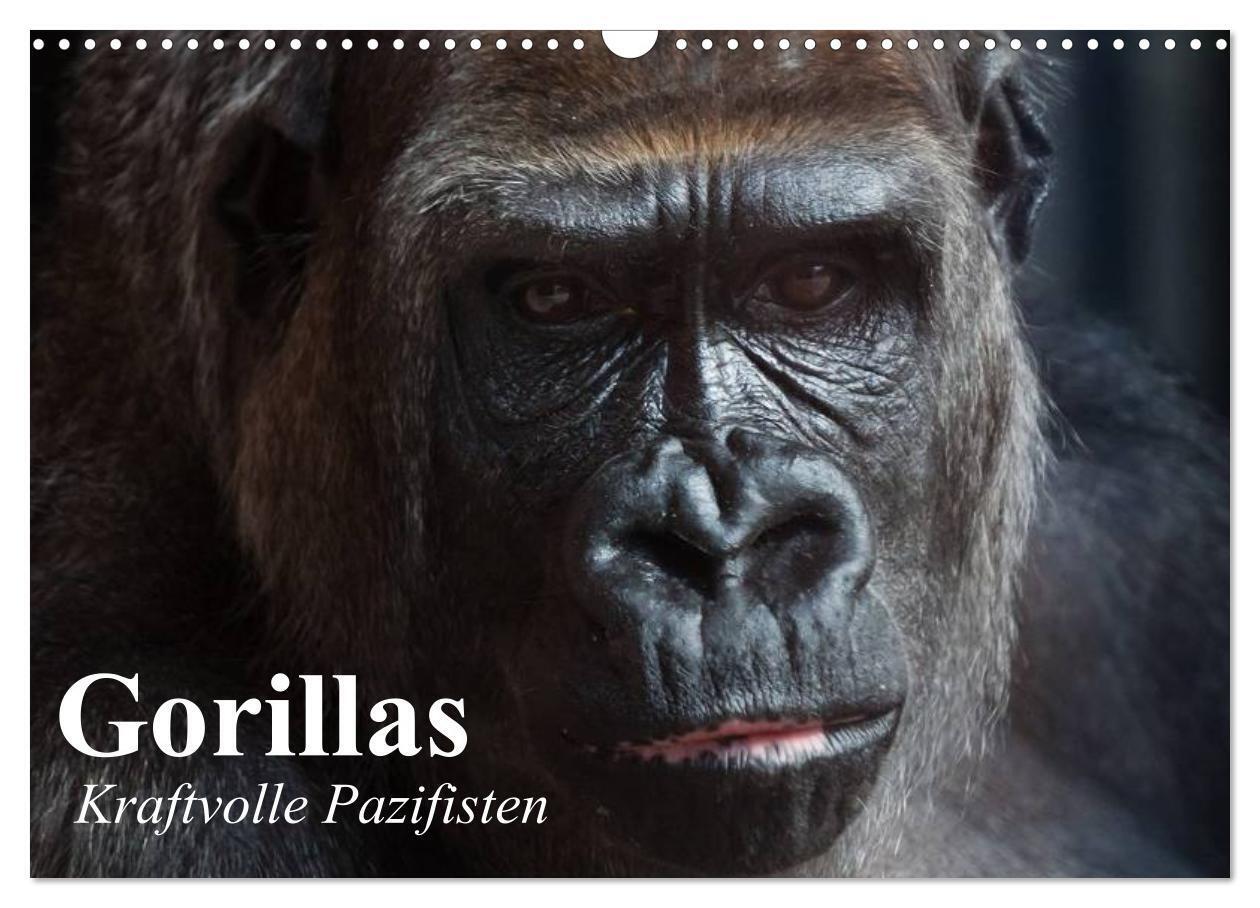 Gorillas. Kraftvolle Pazifisten (Wandkalender 2025 DIN A3 quer) CALVENDO Monatskalender