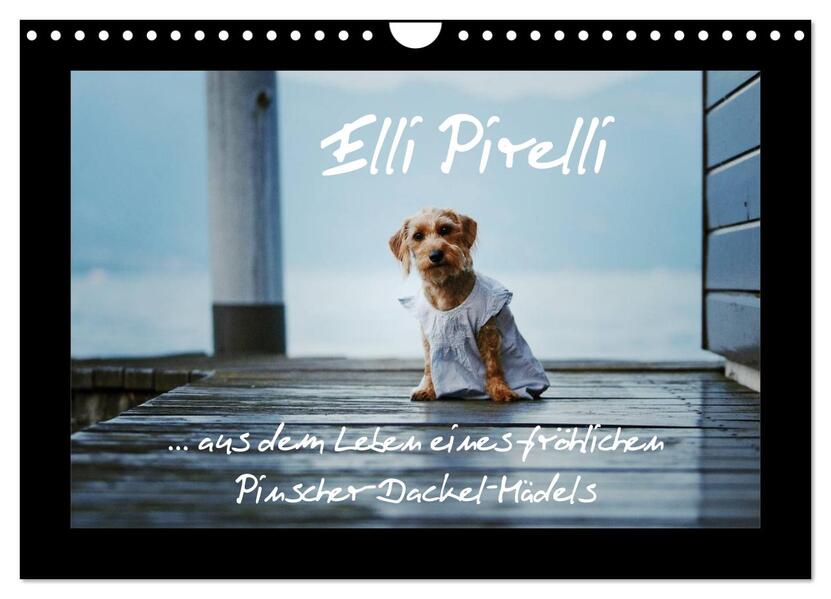 Elli Pirelli... aus dem Leben eines fröhlichen Pinscher-Dackel-Mädels (Wandkalender 2025 DIN A4 quer) CALVENDO Monatskalender