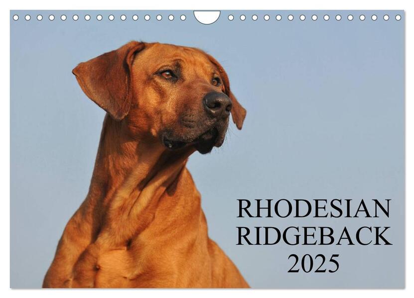 Rhodesian Ridgeback 2025 (Wandkalender 2025 DIN A4 quer) CALVENDO Monatskalender