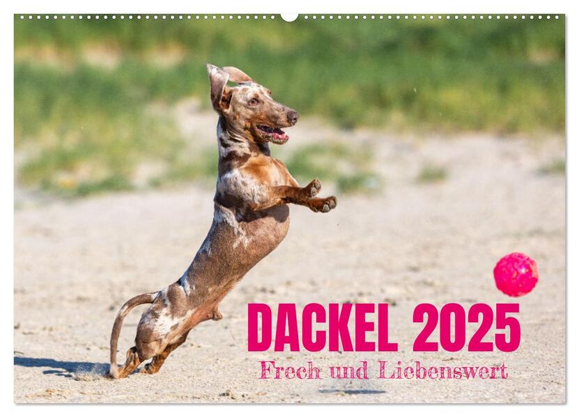 DACKEL 2025 Frech und Liebenwert (Wandkalender 2025 DIN A2 quer) CALVENDO Monatskalender