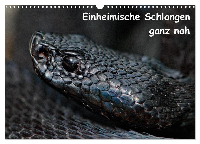 Einheimische Schlangen ganz nah (Wandkalender 2025 DIN A3 quer) CALVENDO Monatskalender