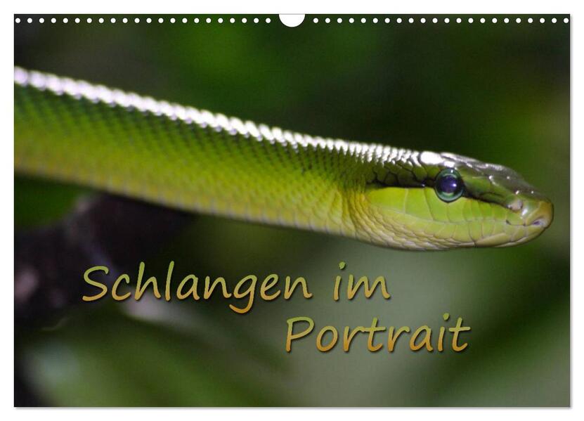 Schlangen im Portrait (Wandkalender 2025 DIN A3 quer) CALVENDO Monatskalender