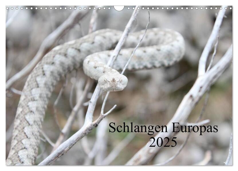Schlangen Europas (Wandkalender 2025 DIN A3 quer) CALVENDO Monatskalender