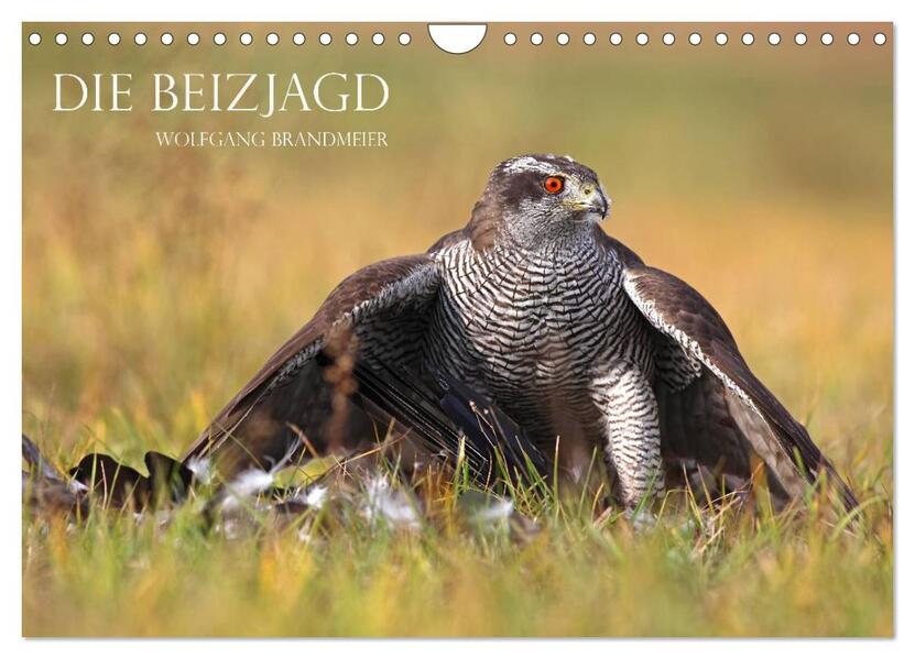Die Beizjagd (Wandkalender 2025 DIN A4 quer) CALVENDO Monatskalender - Wolfgang Brandmeier/ Calvendo