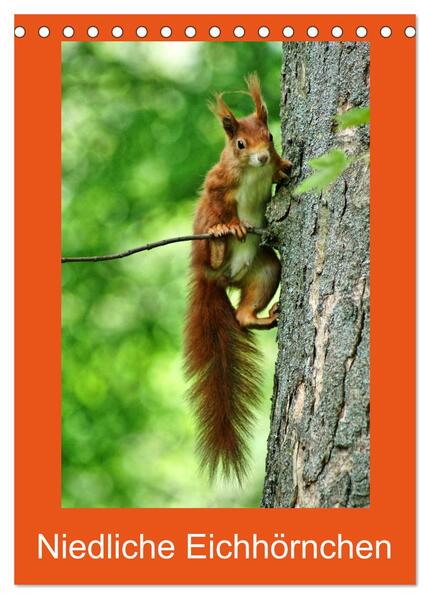 Niedliche Eichhörnchen (Tischkalender 2025 DIN A5 hoch) CALVENDO Monatskalender