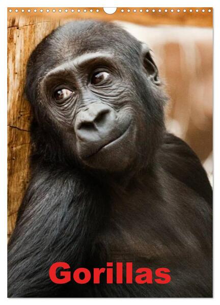 Gorillas (Wandkalender 2025 DIN A3 hoch) CALVENDO Monatskalender