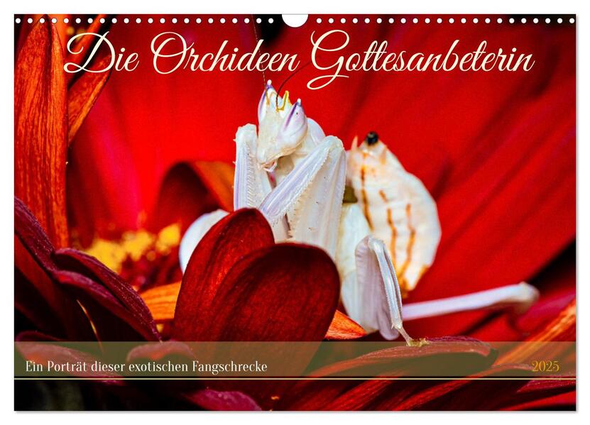 Die Orchideen Gottesanbeterin (Wandkalender 2025 DIN A3 quer) CALVENDO Monatskalender - Roland Brack/ Calvendo