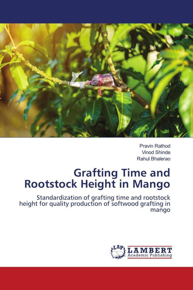 Grafting Time and Rootstock Height in Mango