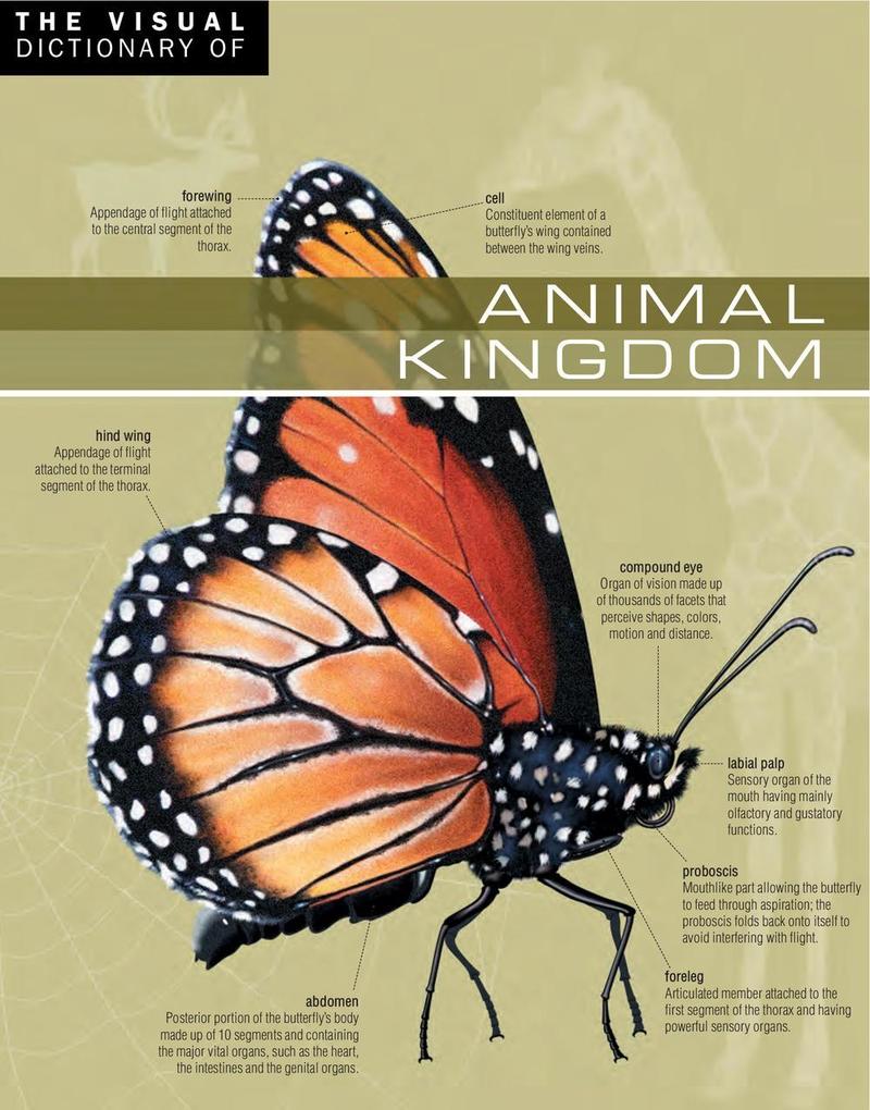 Visual Dictionary of Animal Kingdom
