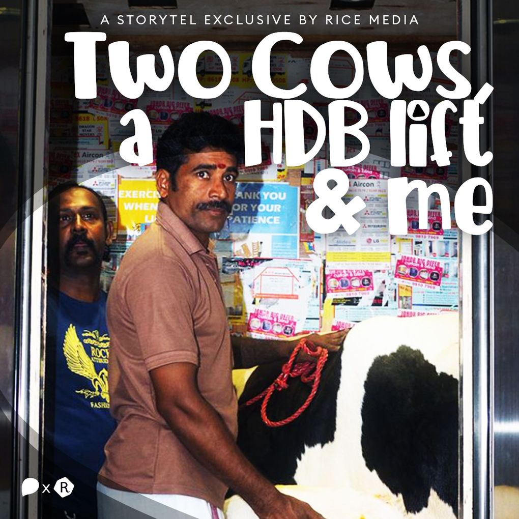 Two Cows a HDB Lift and Me