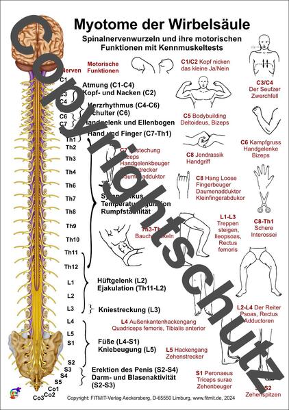 Myotome der Spinalnerven