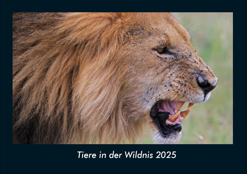 Tiere in der Wildnis 2025 Fotokalender DIN A4