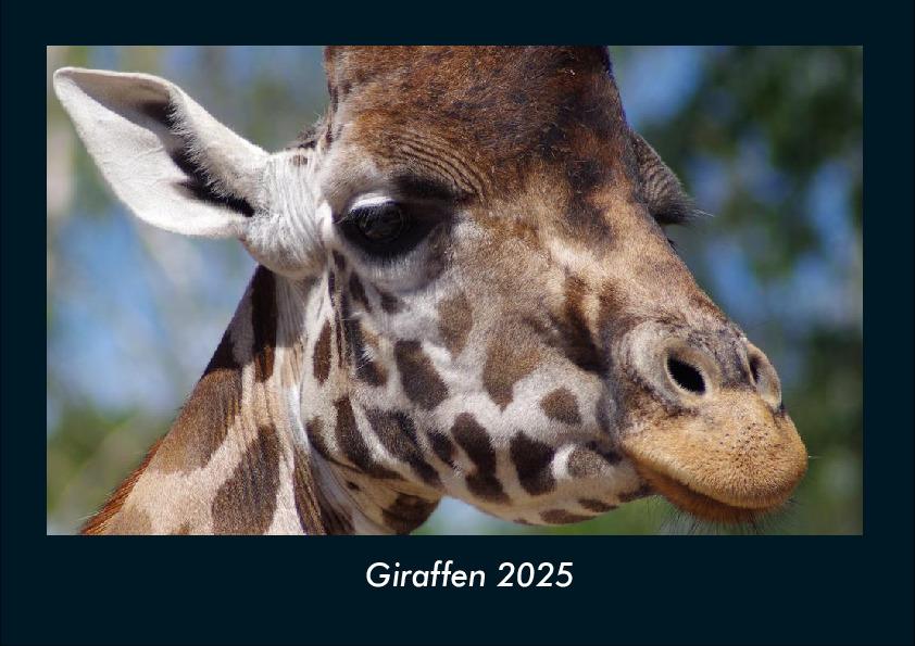 Giraffen 2025 Fotokalender DIN A4