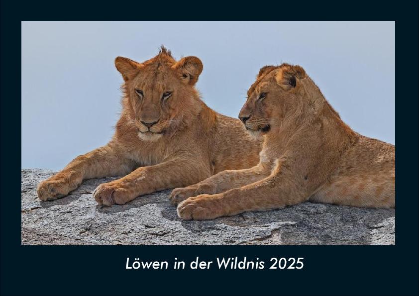 Löwen in der Wildnis 2025 Fotokalender DIN A4