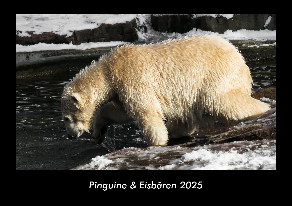 Pinguine & Eisbären 2025 Fotokalender DIN A3