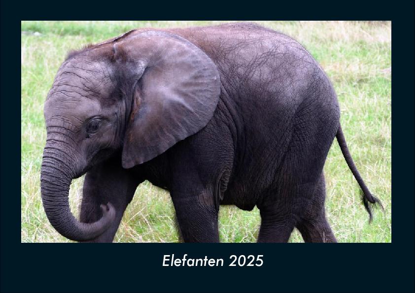 Elefanten 2025 Fotokalender DIN A4
