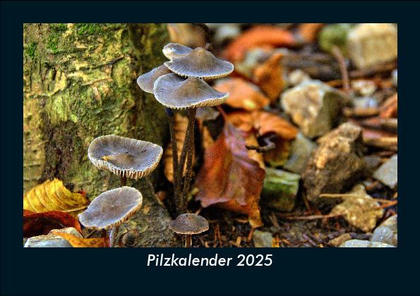 Pilzkalender 2025 Fotokalender DIN A5