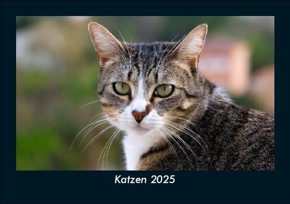 Katzen 2025 Fotokalender DIN A5