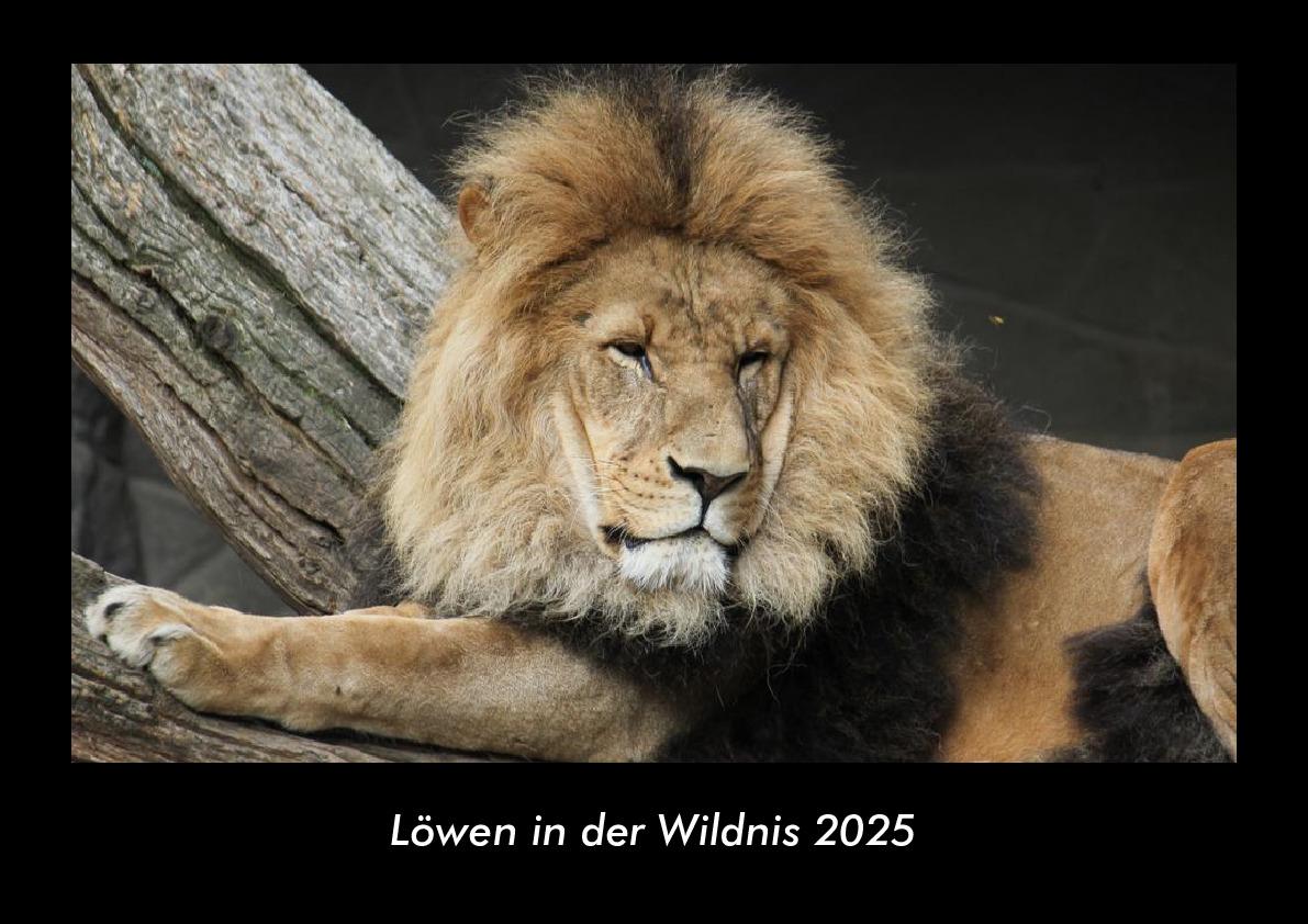 Löwen in der Wildnis 2025 Fotokalender DIN A3