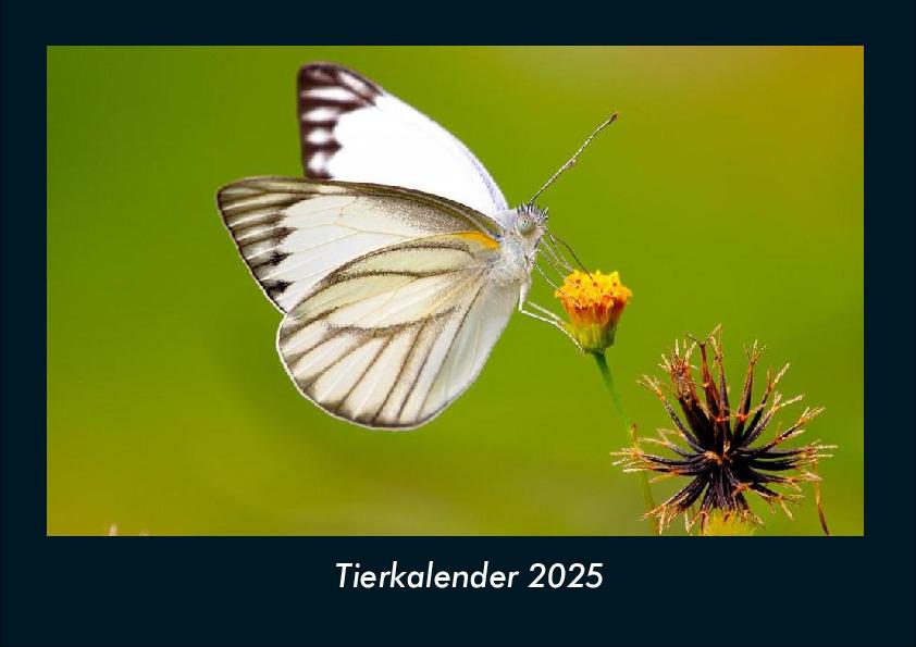 Tierkalender 2025 Fotokalender DIN A4