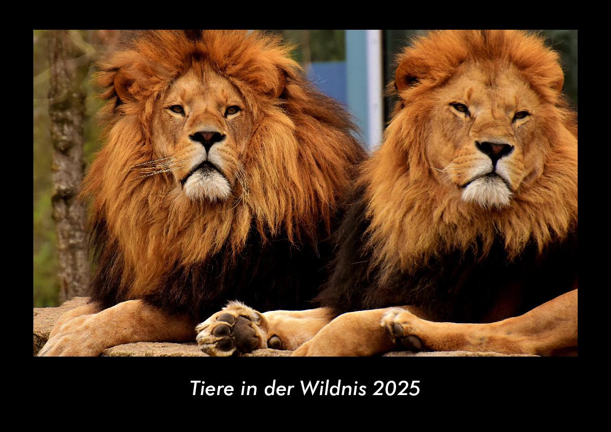 Tiere in der Wildnis 2025 Fotokalender DIN A3