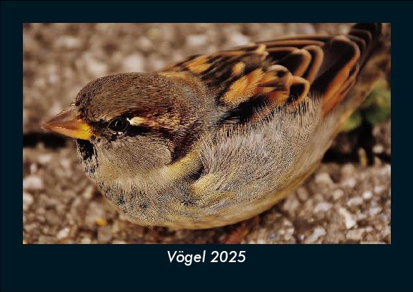 Vögel 2025 Fotokalender DIN A5