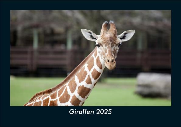 Giraffen 2025 Fotokalender DIN A5