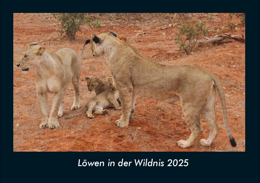 Löwen in der Wildnis 2025 Fotokalender DIN A4