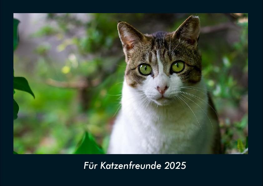 Für Katzenfreunde 2025 Fotokalender DIN A4