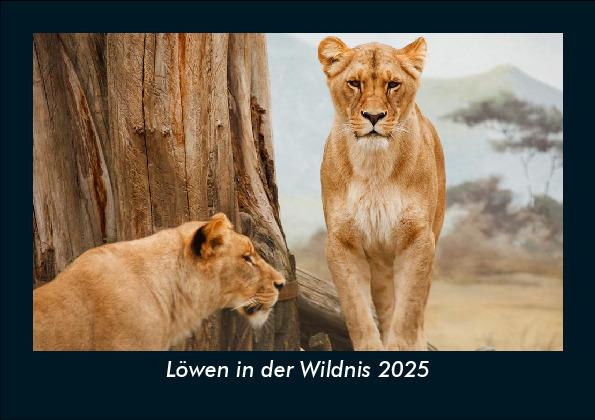 Löwen in der Wildnis 2025 Fotokalender DIN A5