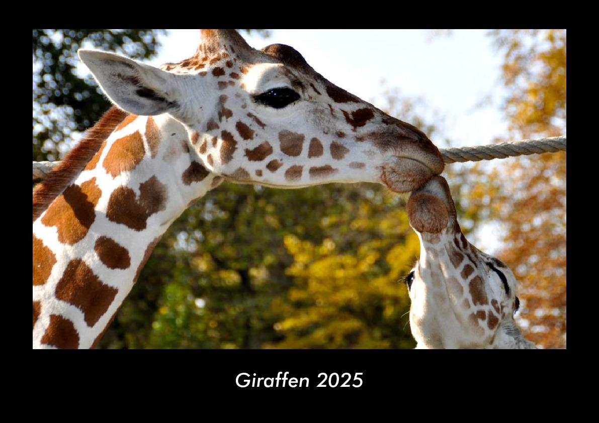 Giraffen 2025 Fotokalender DIN A3