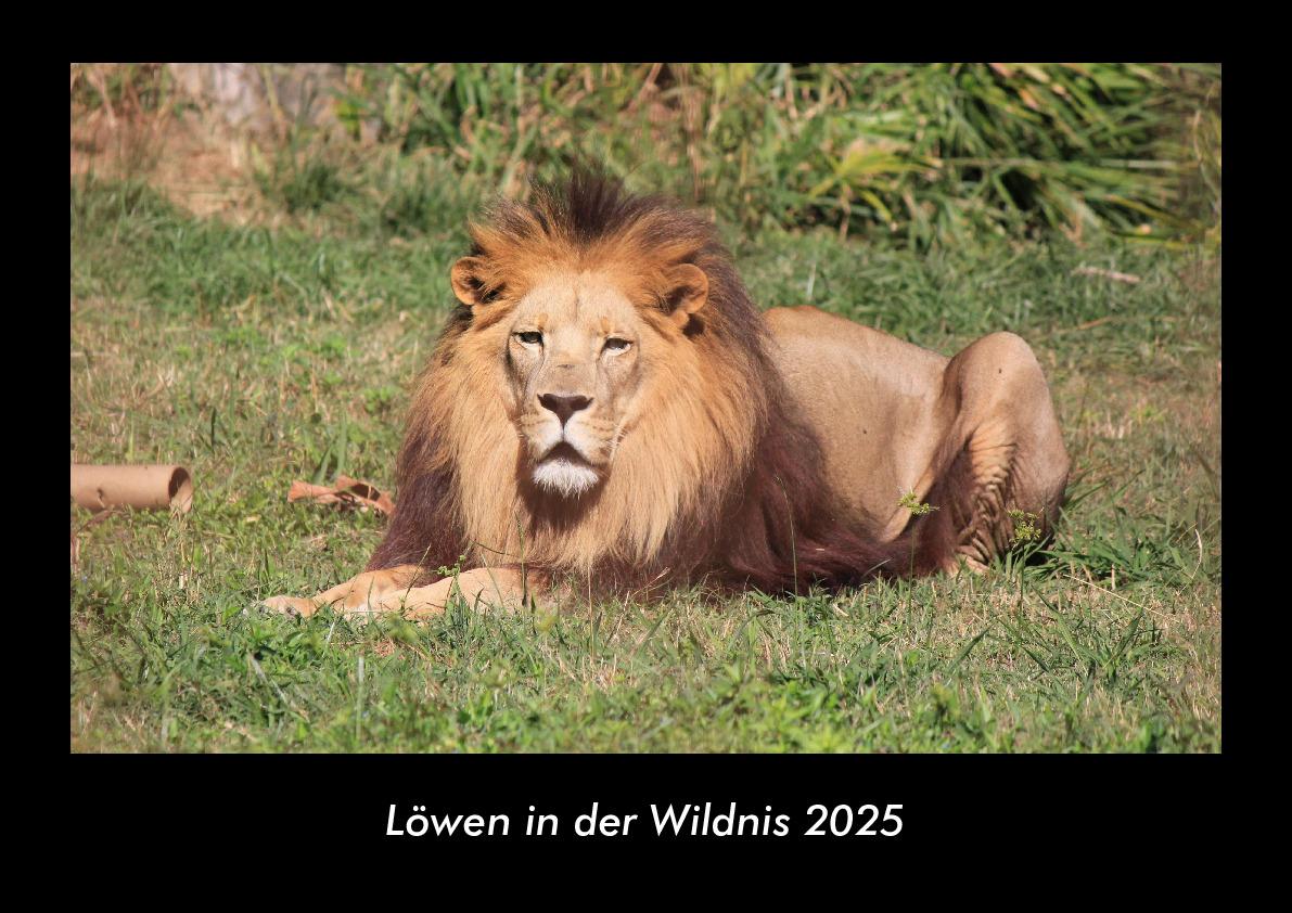 Löwen in der Wildnis 2025 Fotokalender DIN A3
