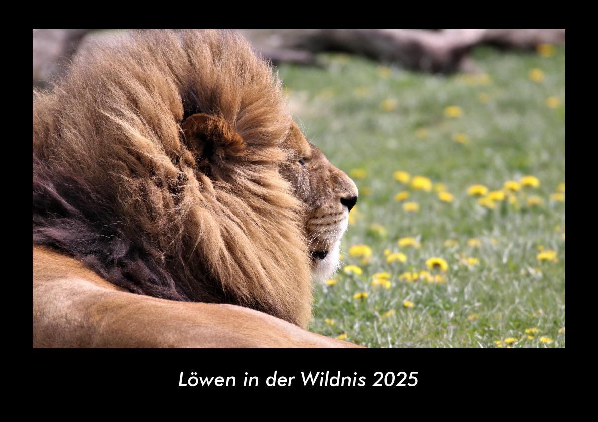 Löwen in der Wildnis 2025 Fotokalender DIN A3