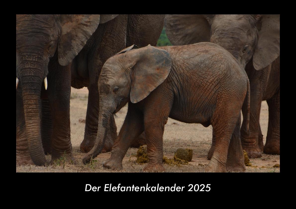 Der Elefantenkalender 2025 Fotokalender DIN A3