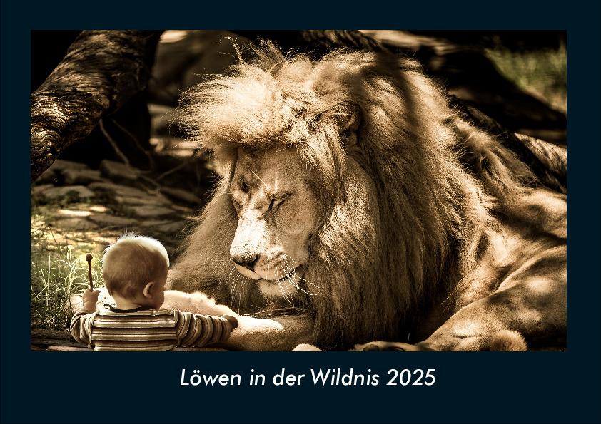 Löwen in der Wildnis 2025 Fotokalender DIN A4