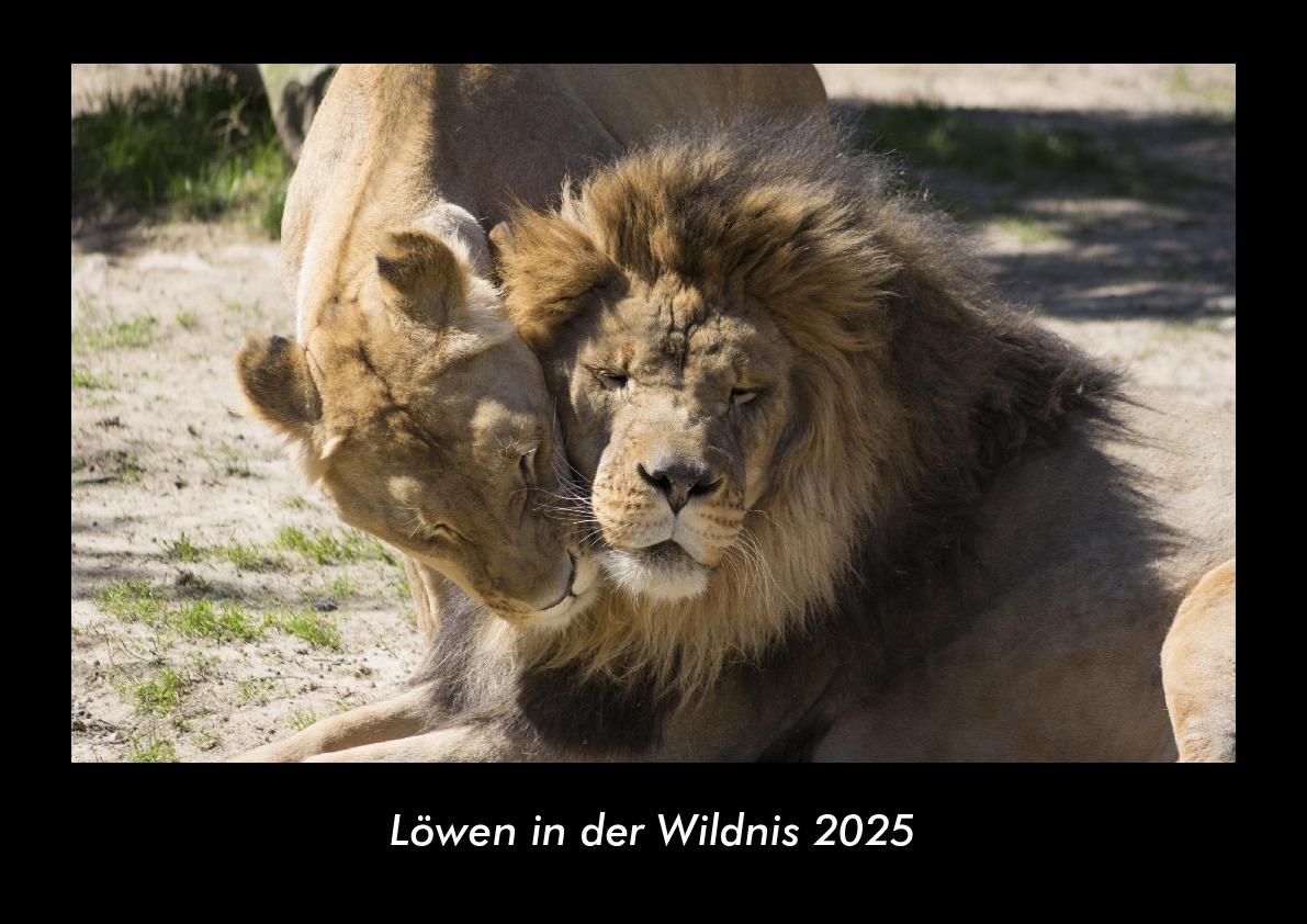 Löwen in der Wildnis 2025 Fotokalender DIN A3